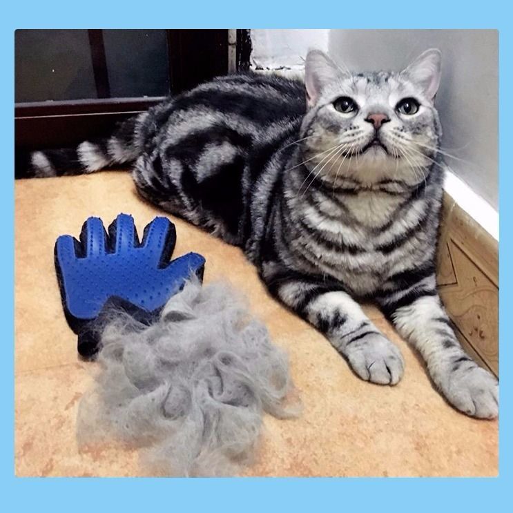 Pet Grooming and Massage Glove
