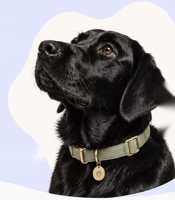 Black dog wearing a sage collar